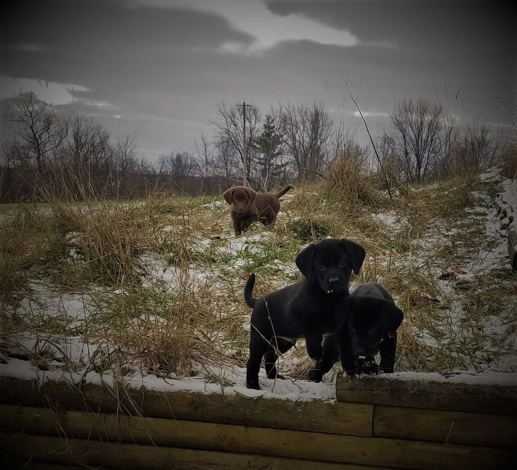 Whistling Winds Animal Getaway Home